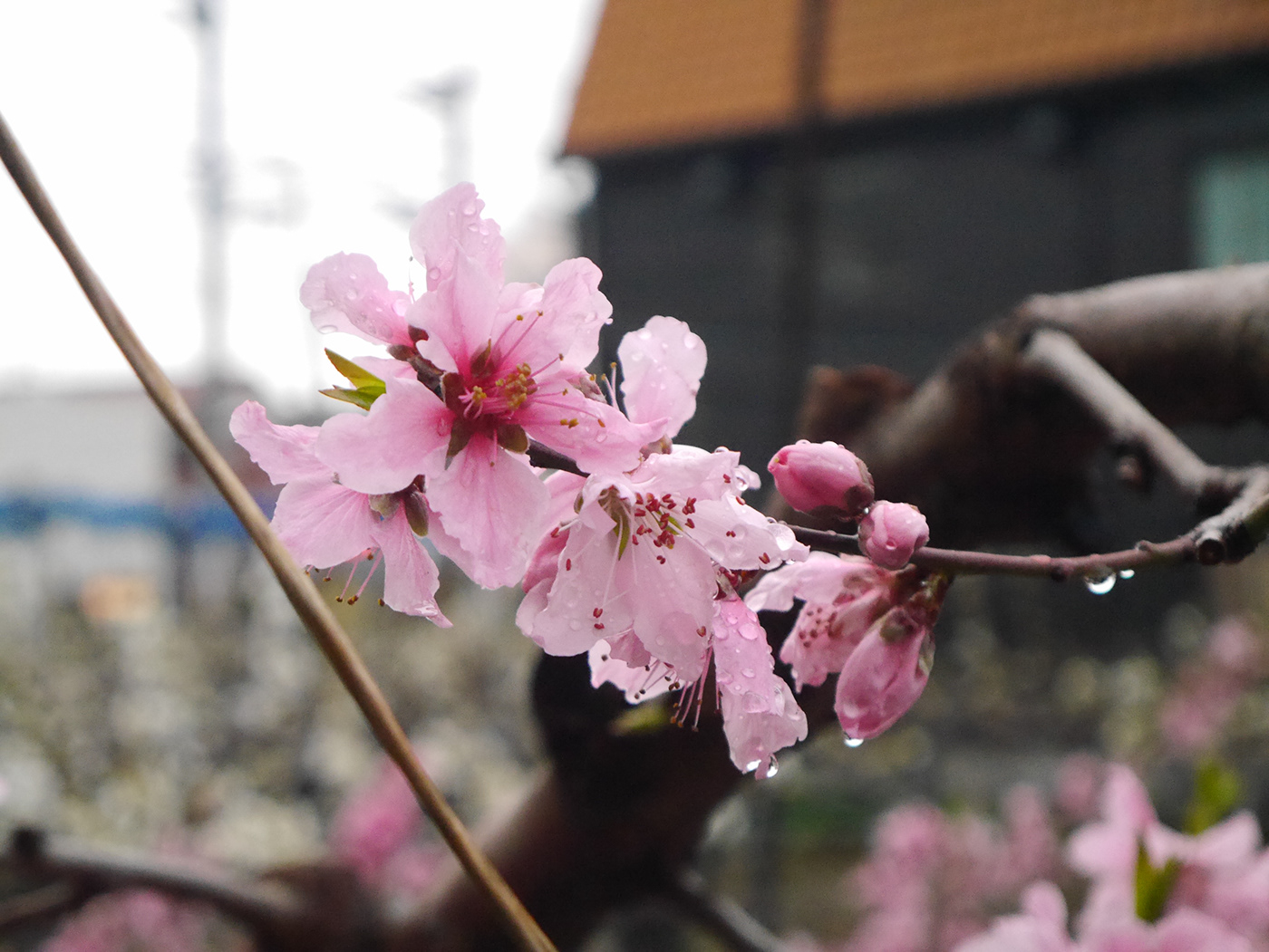 flower spring blossom