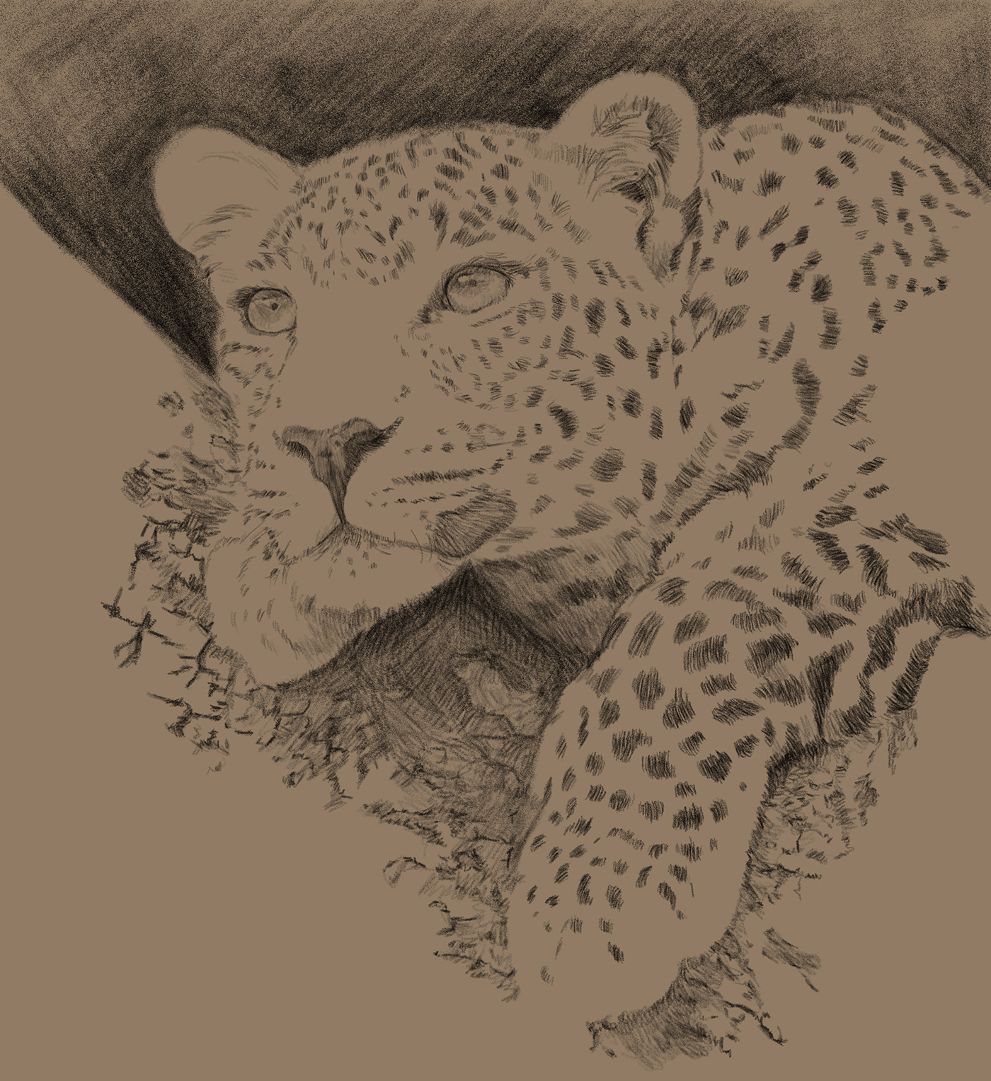 animal art animal portrait black and white custom portrait drawing portrait ILLUSTRATION  leopard pencil sketch sketching