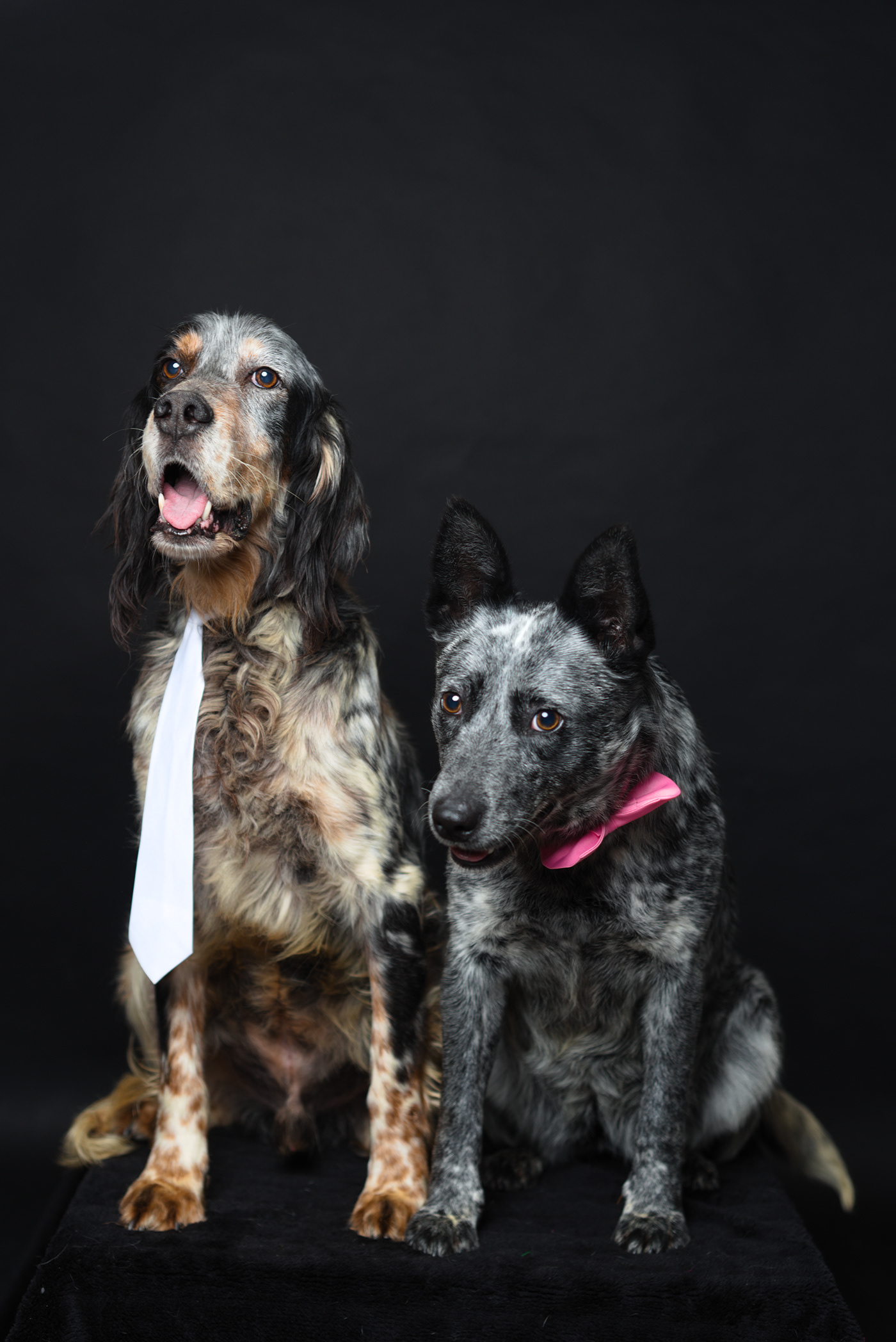 dog dogs portrait adoption animal animals pets