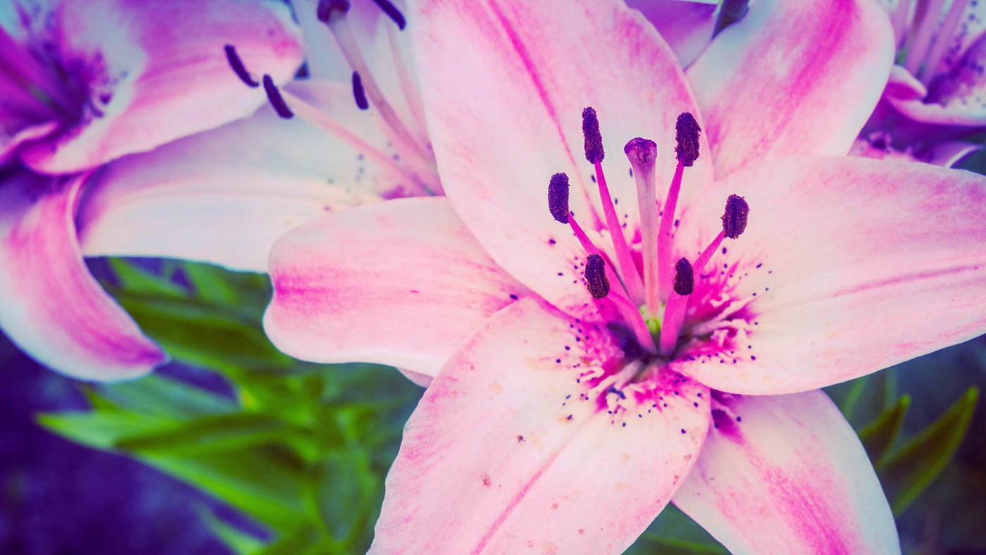 Lily flowers free wallpapers on Behance