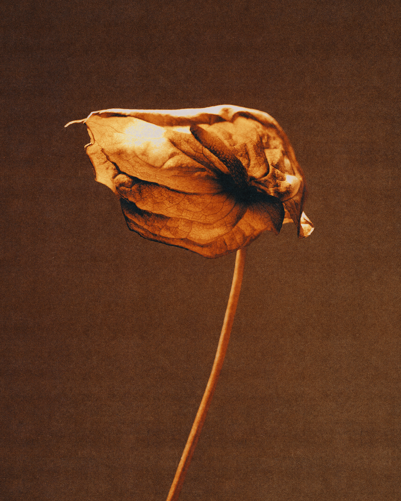 autumn botanical Digital Art  flower Photography  portrait