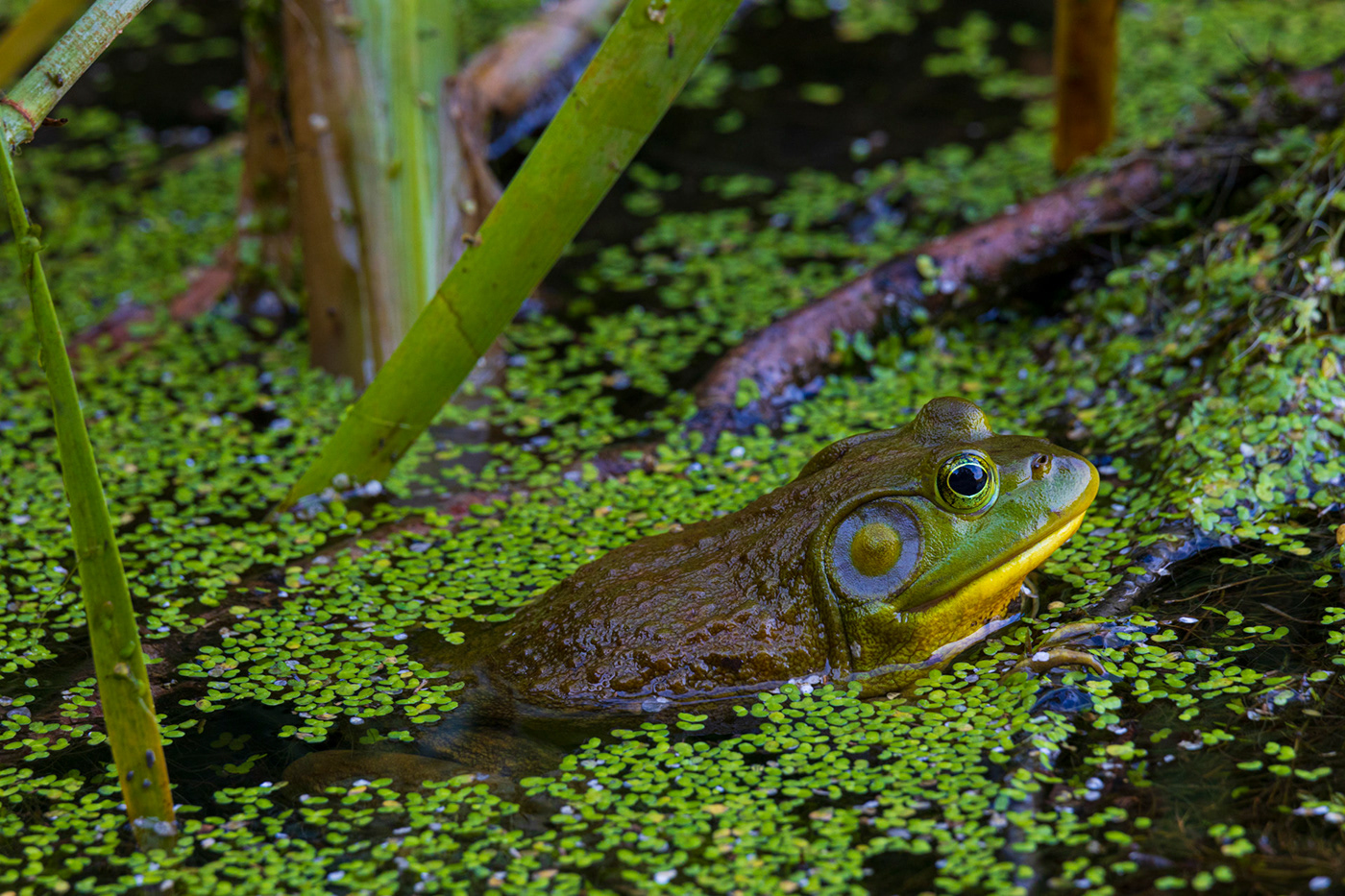 American bullfrogs brown bullfrog duck weeds green lily pads shiny smooth wetland young frogs