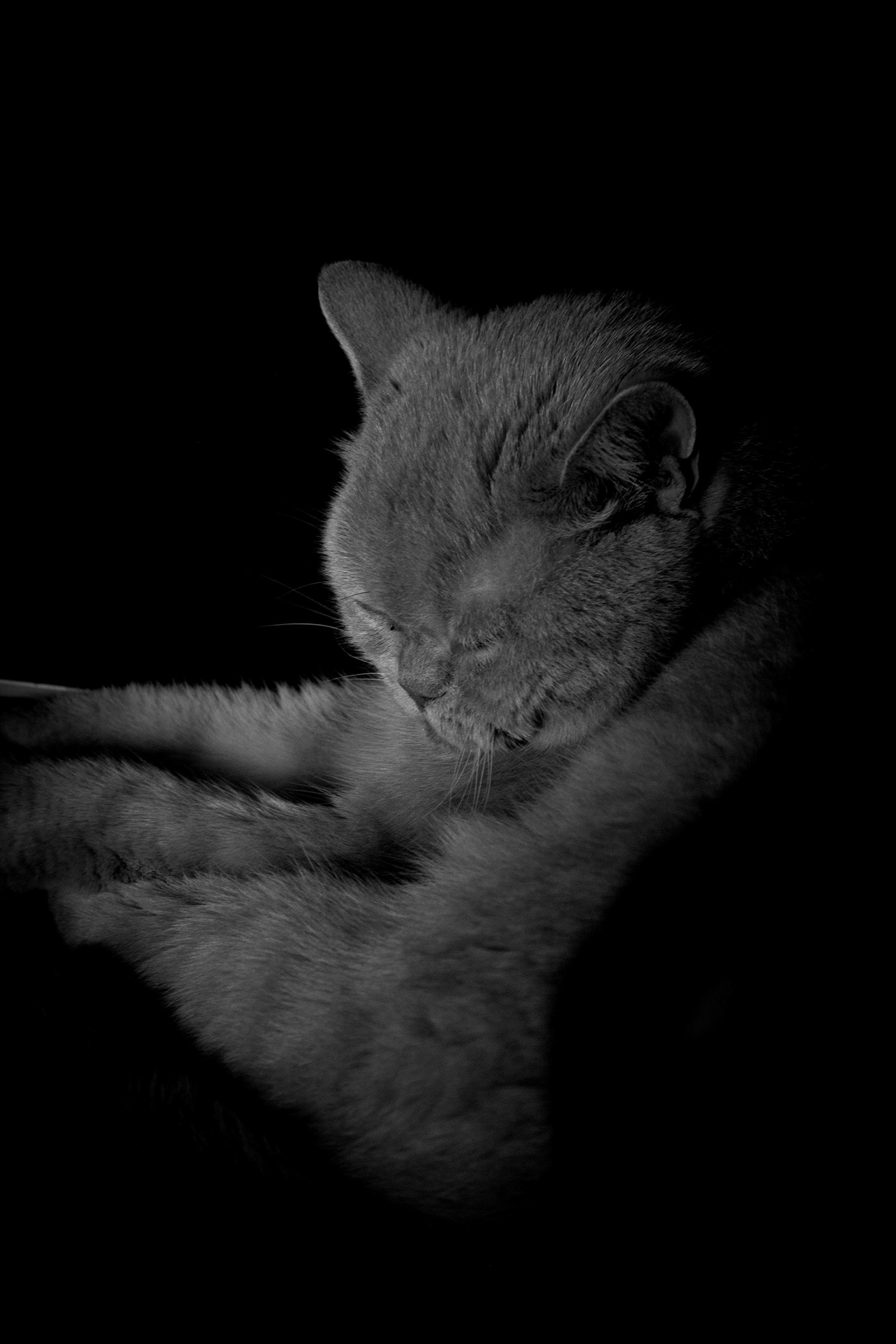fotografie Fotografia Photography  photo animals Cat hund portrait dog Katze