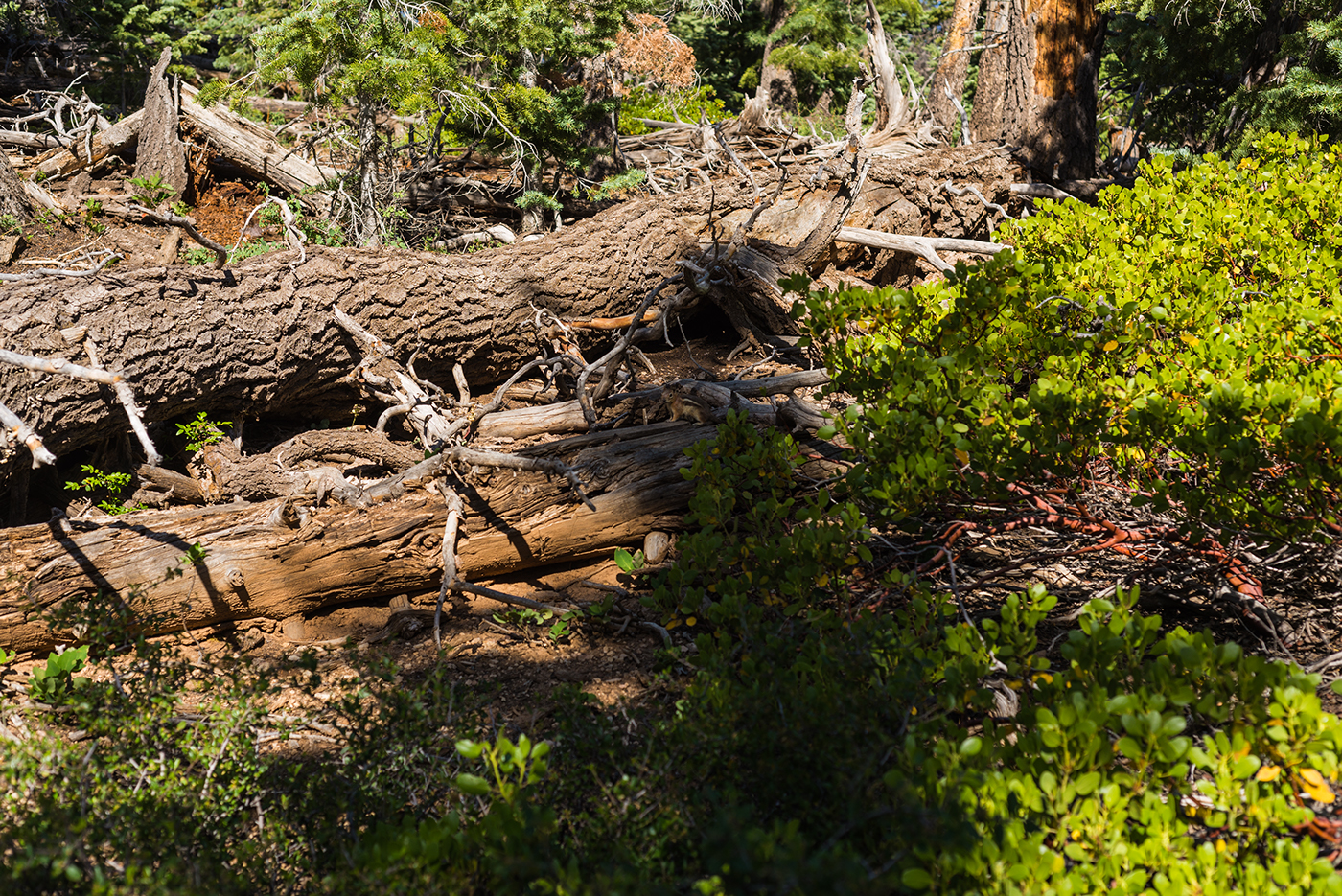 usa National Park Bryce Landscape Nature wild utah Tree 