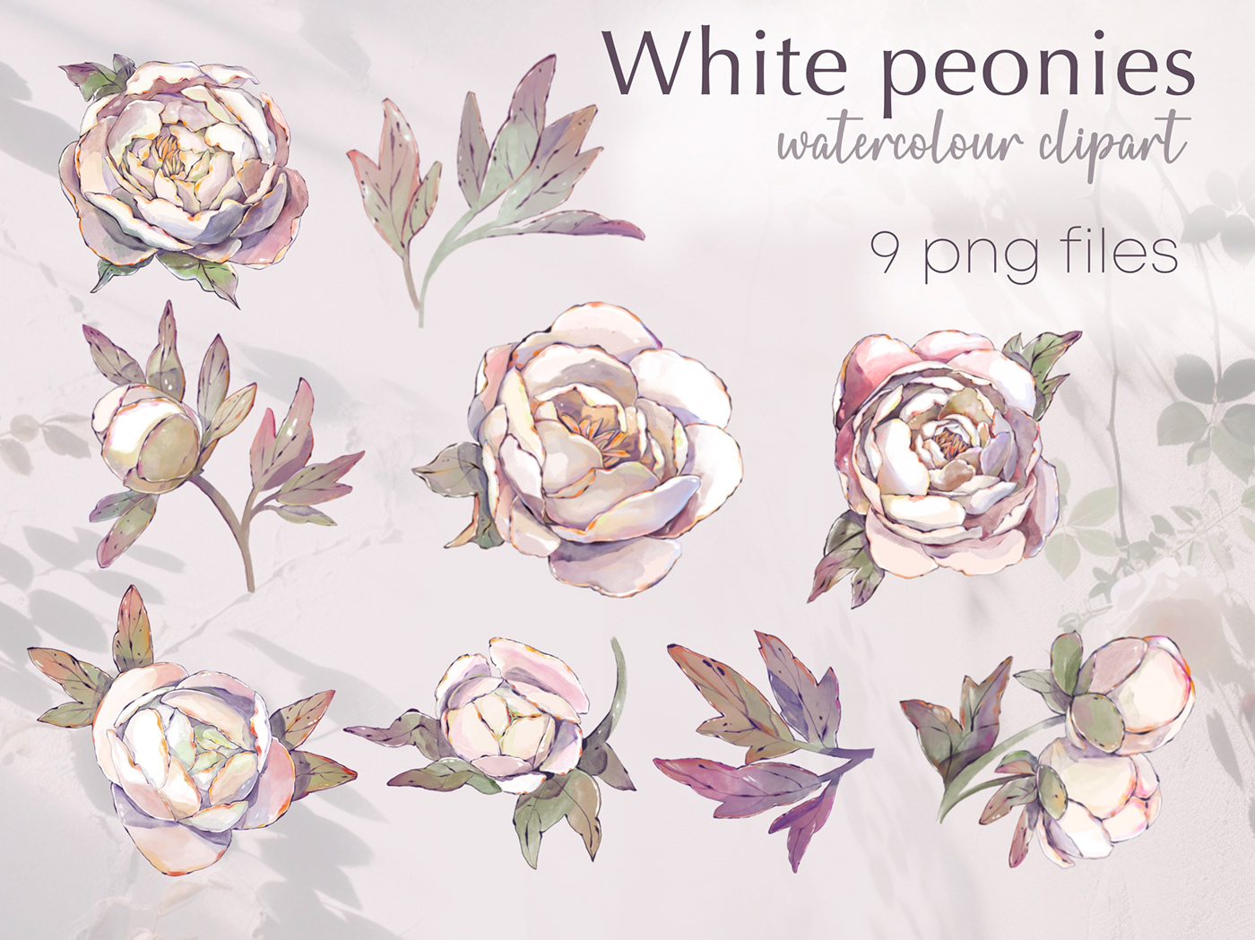 watercolour clipart peony flower