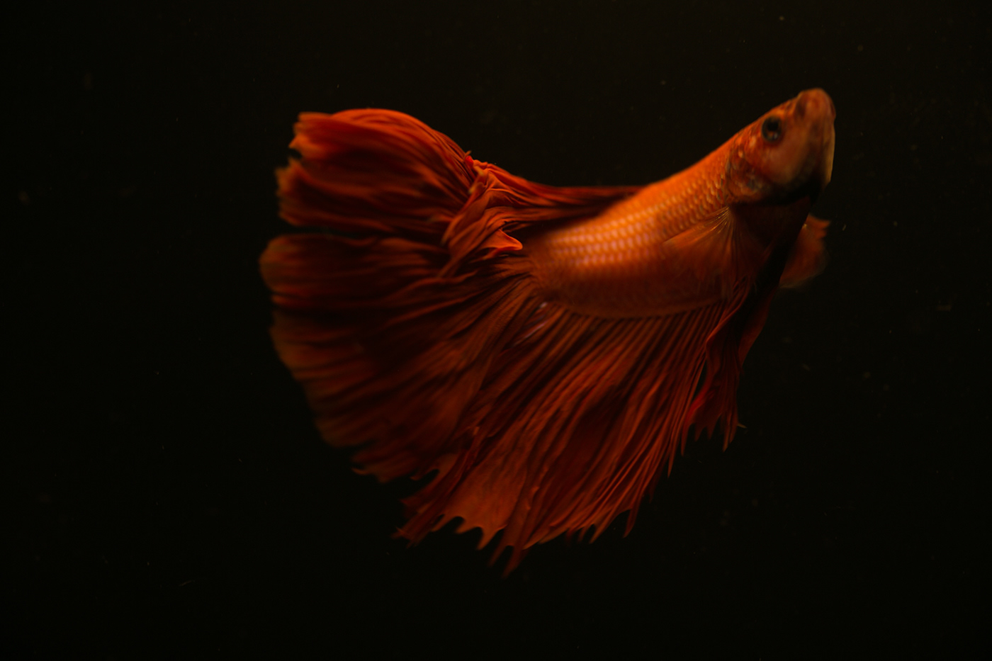 Behance Photography  macro Pet fish portrait