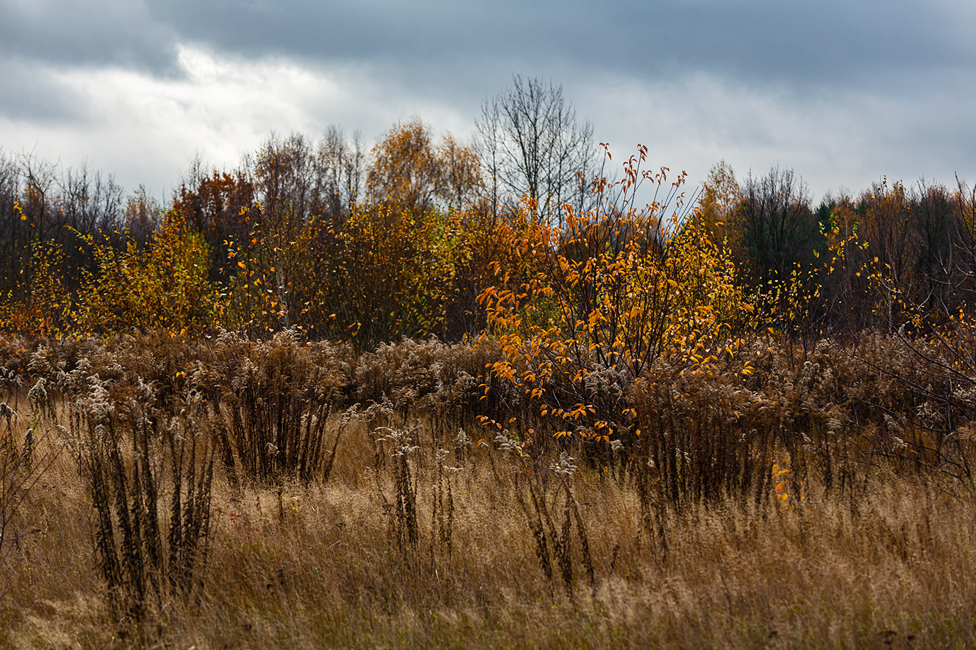 autumn bush clouds colorful leaves field grass Nature rural SKY Tree 