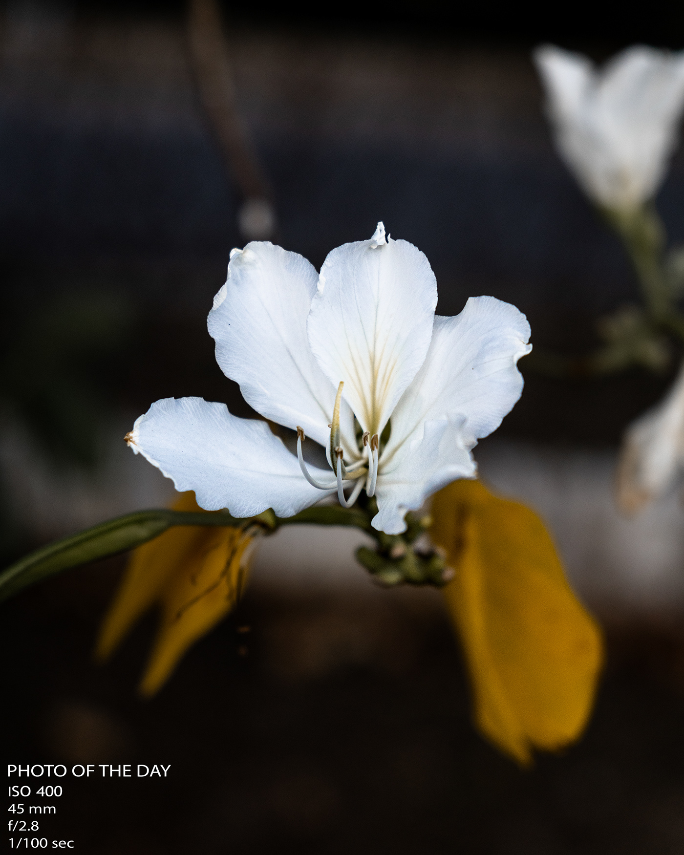 Flowers flower Photography  lightroom Nature White Tree  blossom