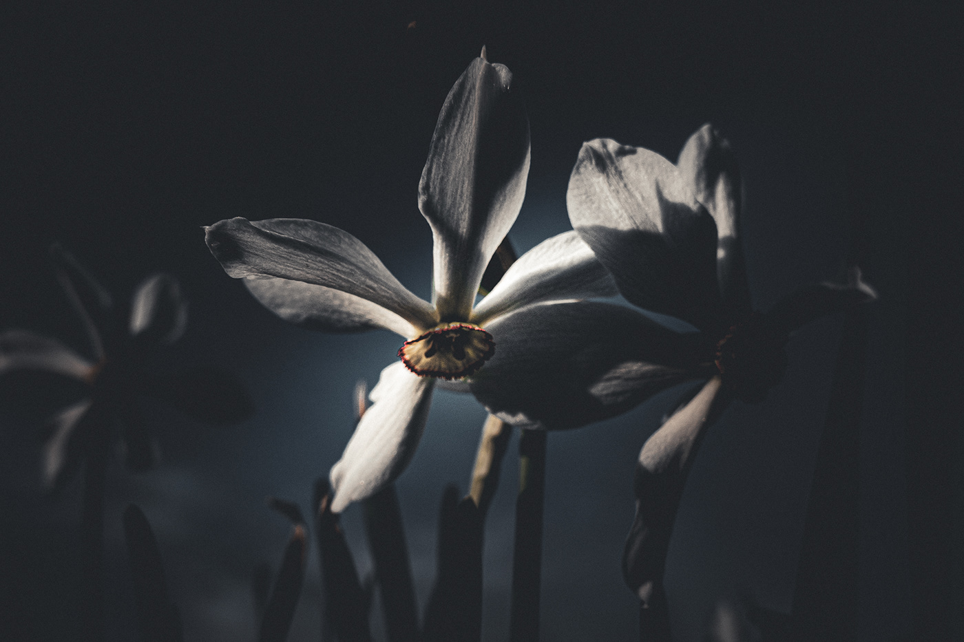 adobe lightroom botanical digital photography  Editing  floral flower Nature Photography  spring