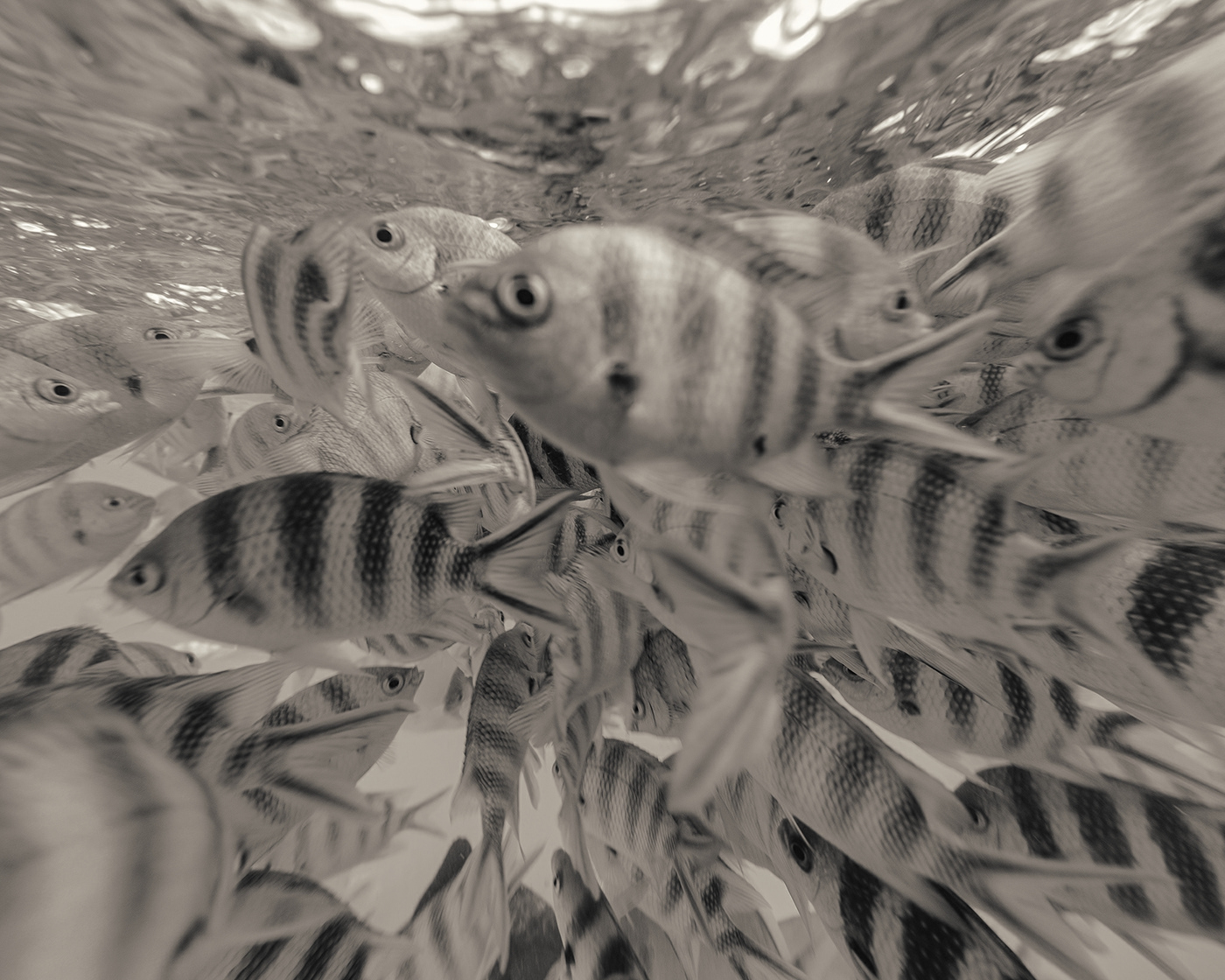 blackandwhite bw fish marine sepia Seychelles split underwater