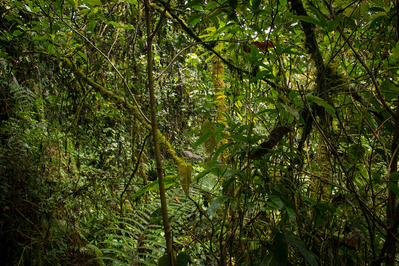 jungle colombia Photography  travel photography green landscapes