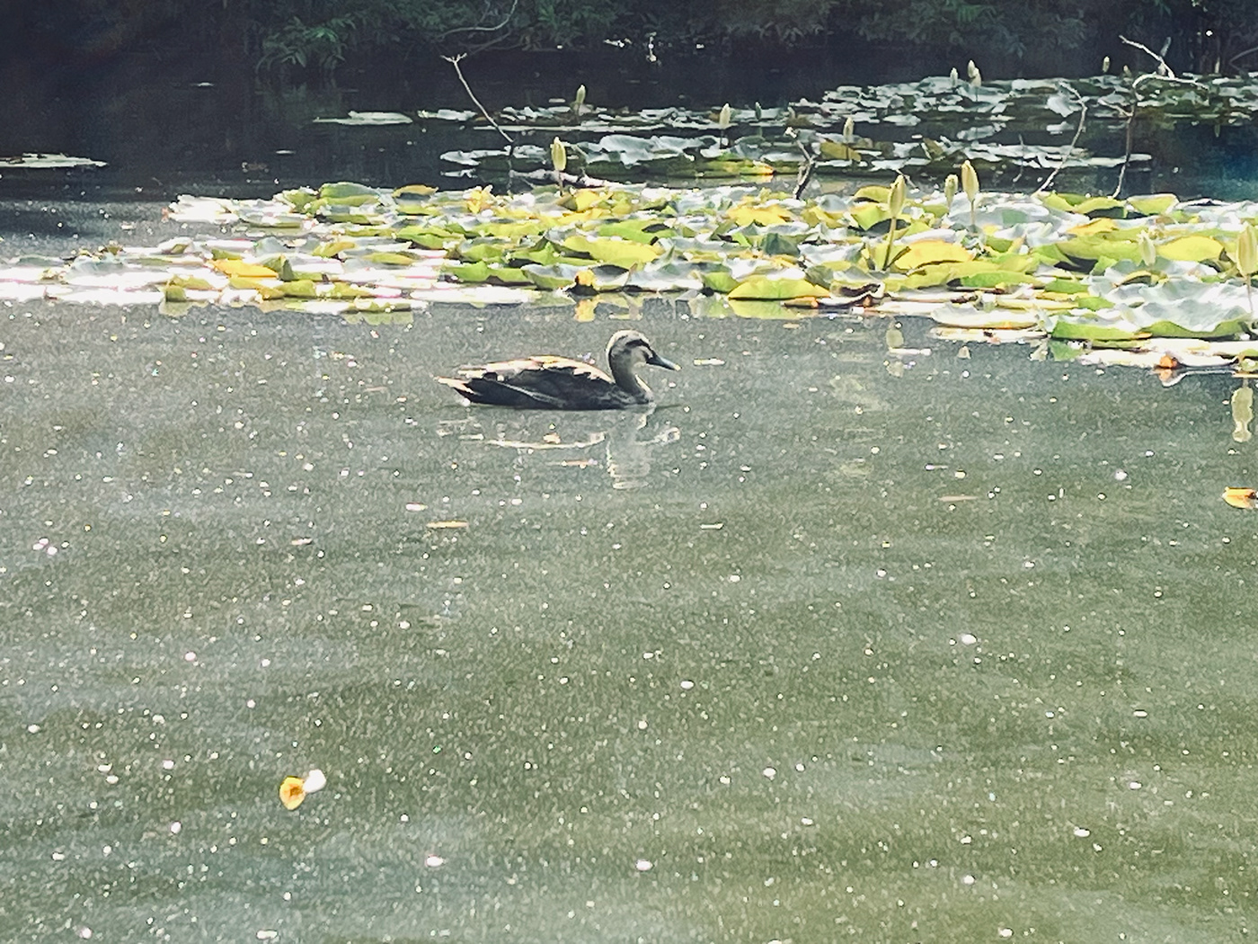 Image may contain: water, lake and bird