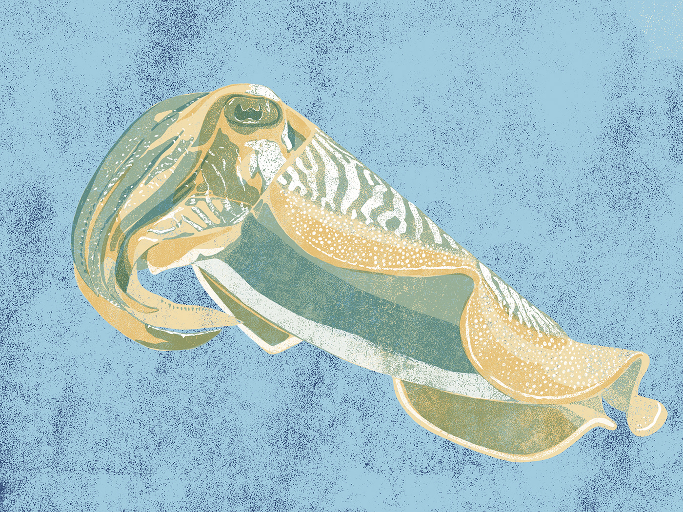 cuttlefish Digital Artwork Digital linocut linocut Linoprint