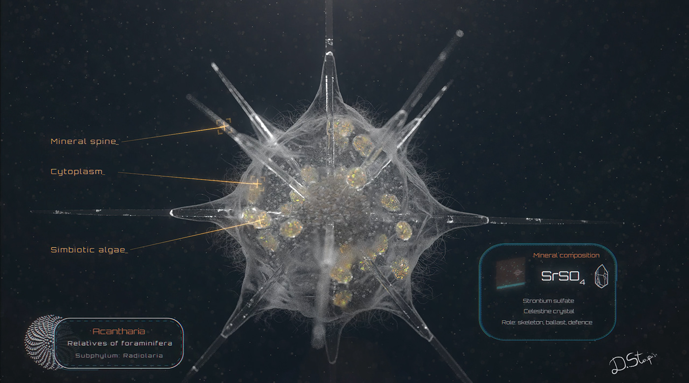 marine life marine biology animation  science short film CGI plankton Ocean biology underwater