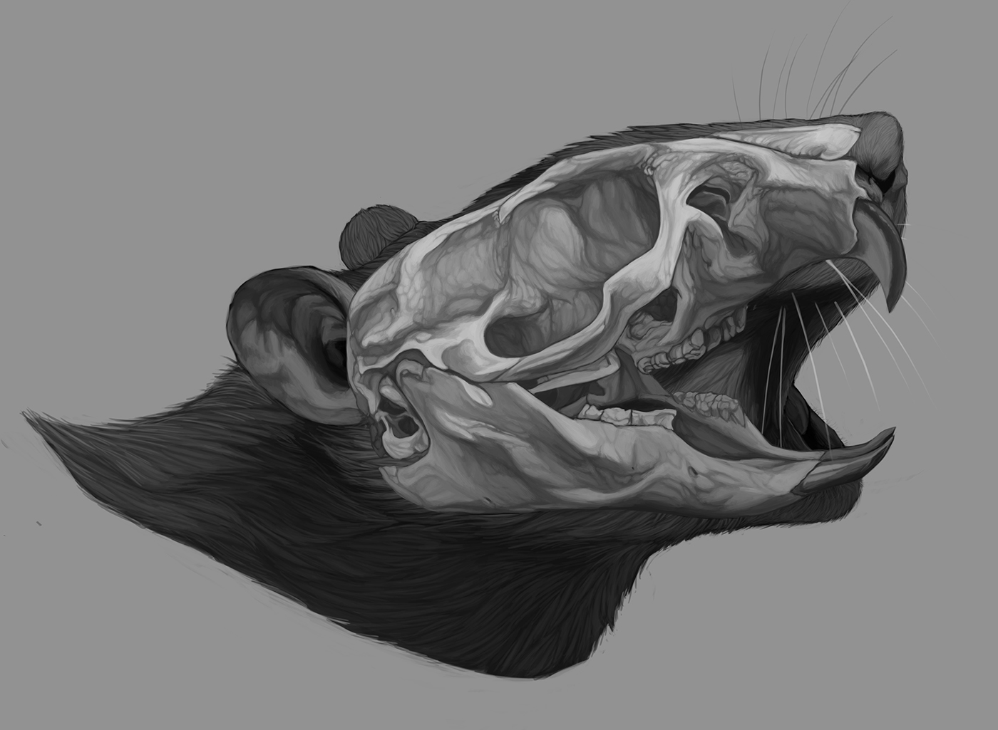 rat scientific illustration skull