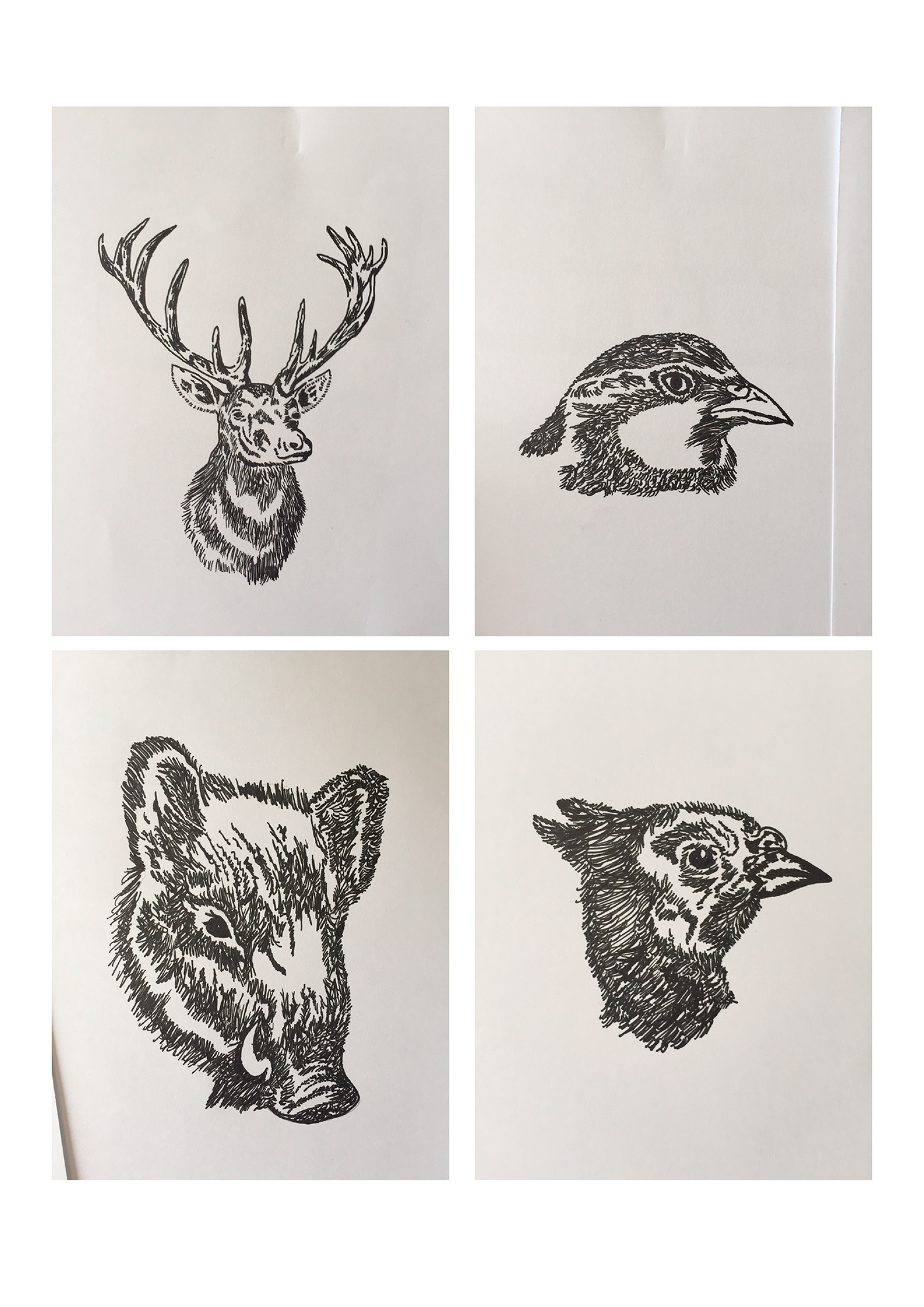 illustration animals handmade
