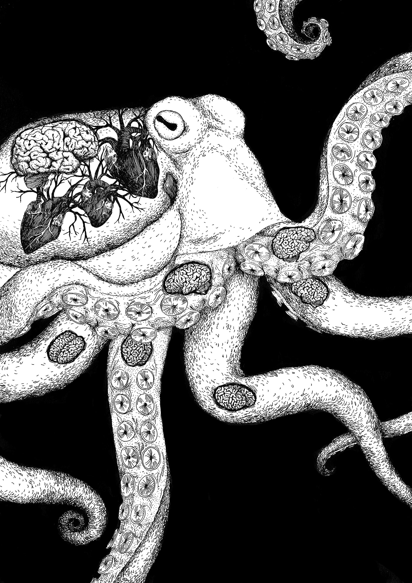 animal science Cabinet Of Curiosity singe monkey anatomy intelligence rat fish black Rotring Nature octopus parrot Cat