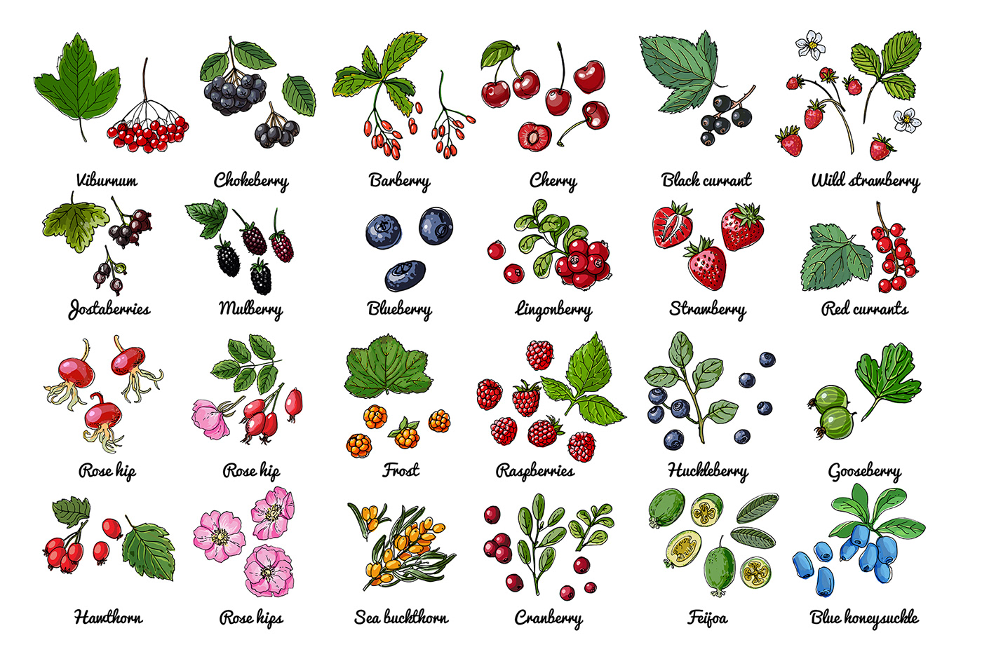 fruits vector food vegetables