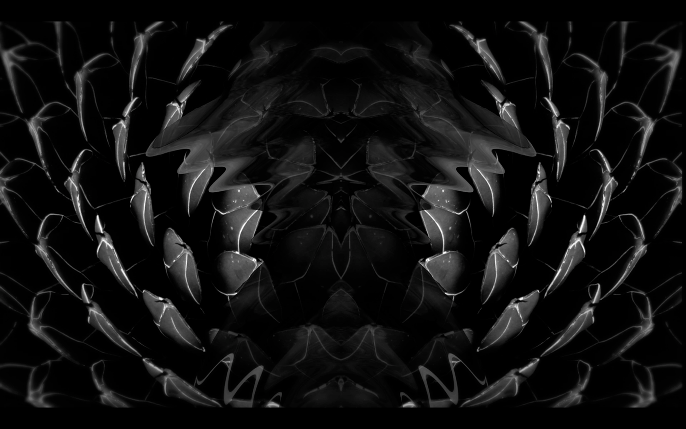 musicvideo clip motiondesign IYU ep blackandwhite blacknwhite Nature Ambient electro