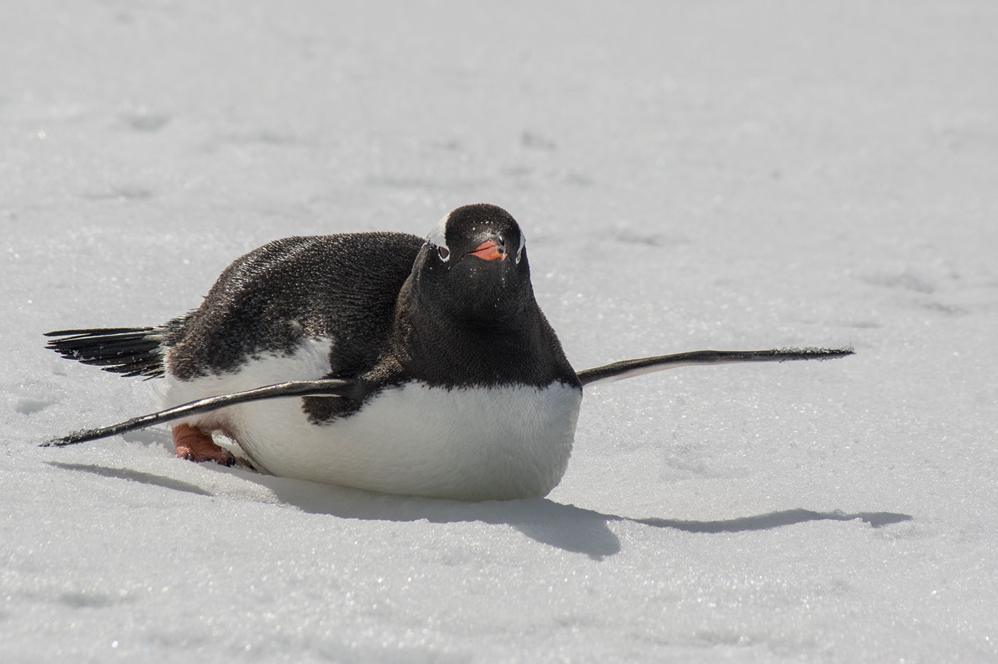 penguins antartica Antarctic Peninsula close-up wildlife