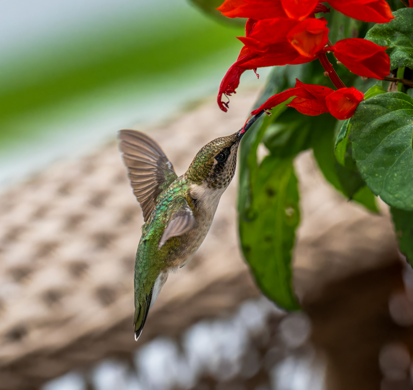 hummingbird Nature wildlife