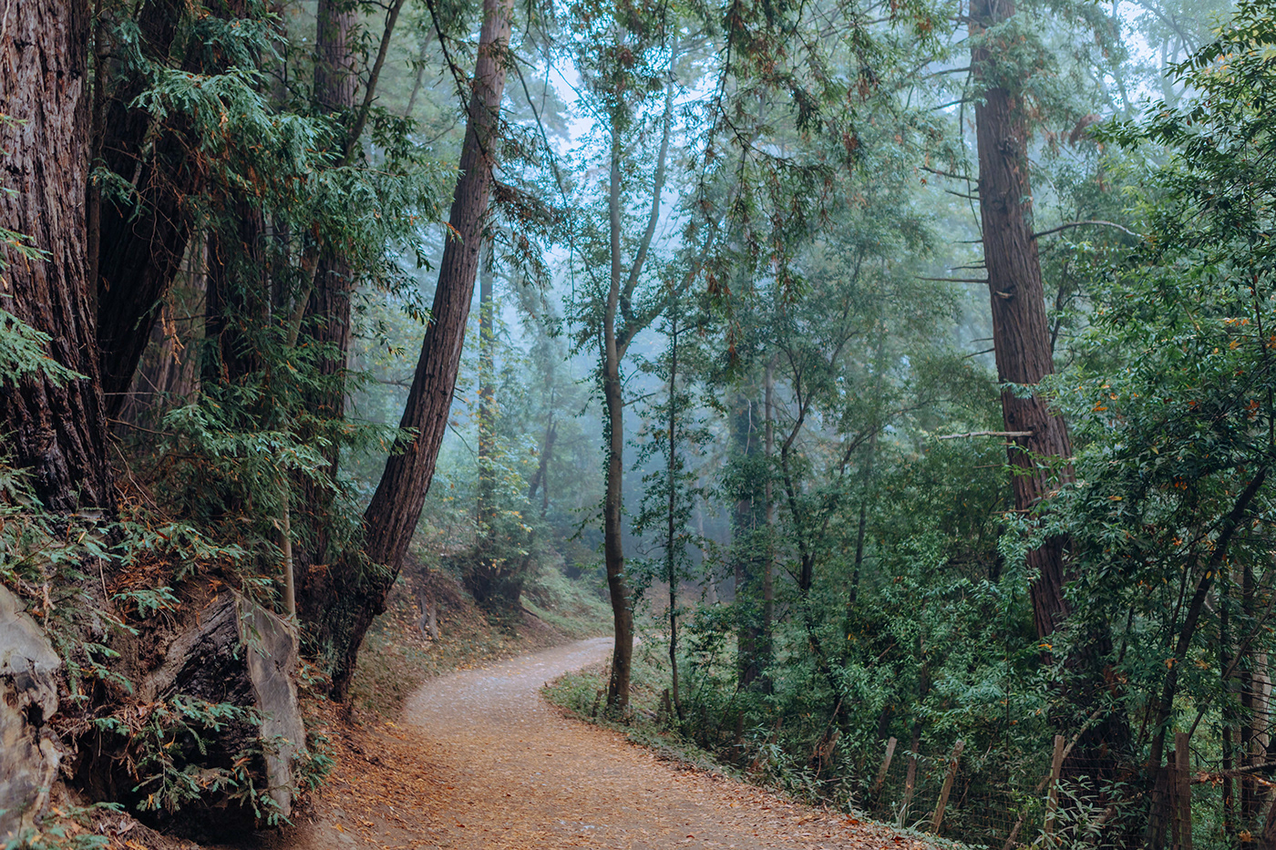 California film photography foggy forest Landscape moody landscape photographer santa cruz trees vivid colors woodland