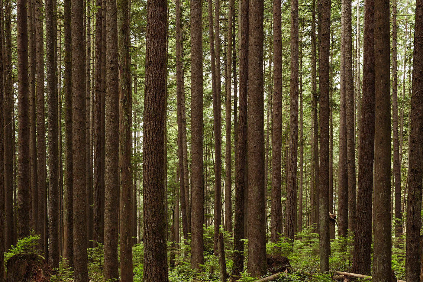 forest Nature Canada vancouver light Canon bosque naturaleza Landscape paisaje