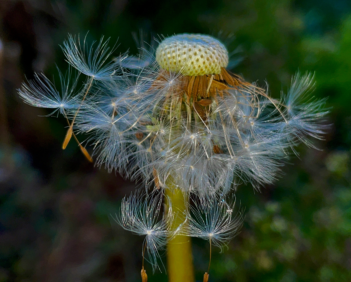 close-up dandelion macro Nature Parasols Plant procreation seeds spring Umbrella