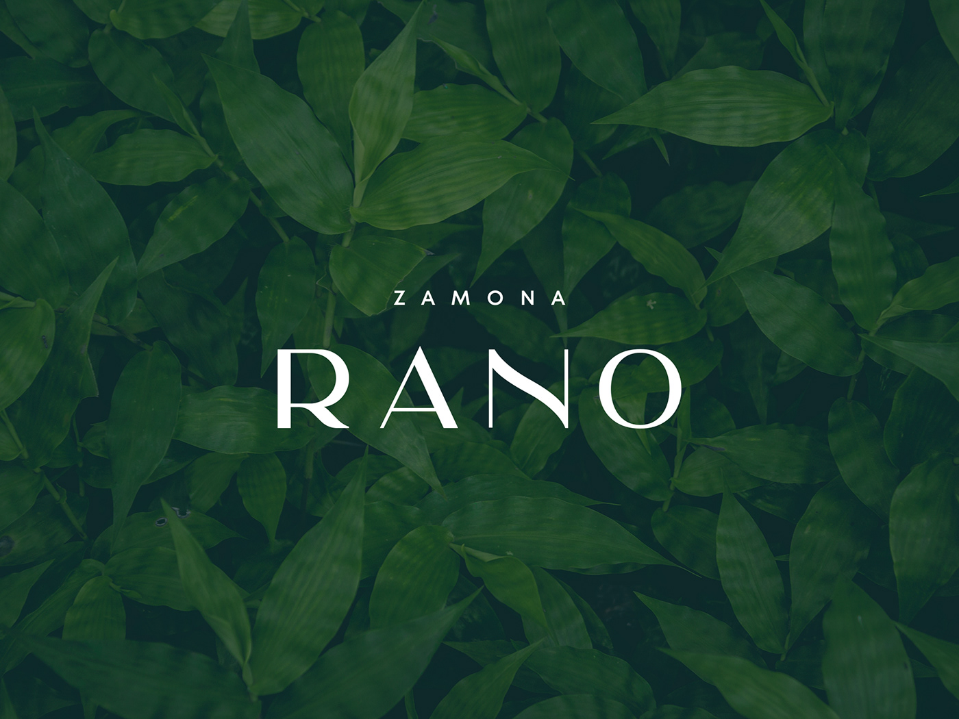 branding  design fito green Health logo Packaging tea Zamona Rano чай