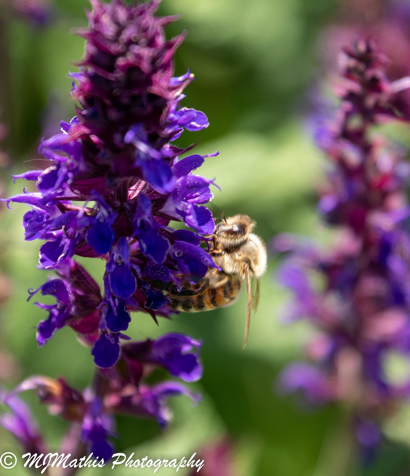 Nature wildlife Flowers macro bees pollinators