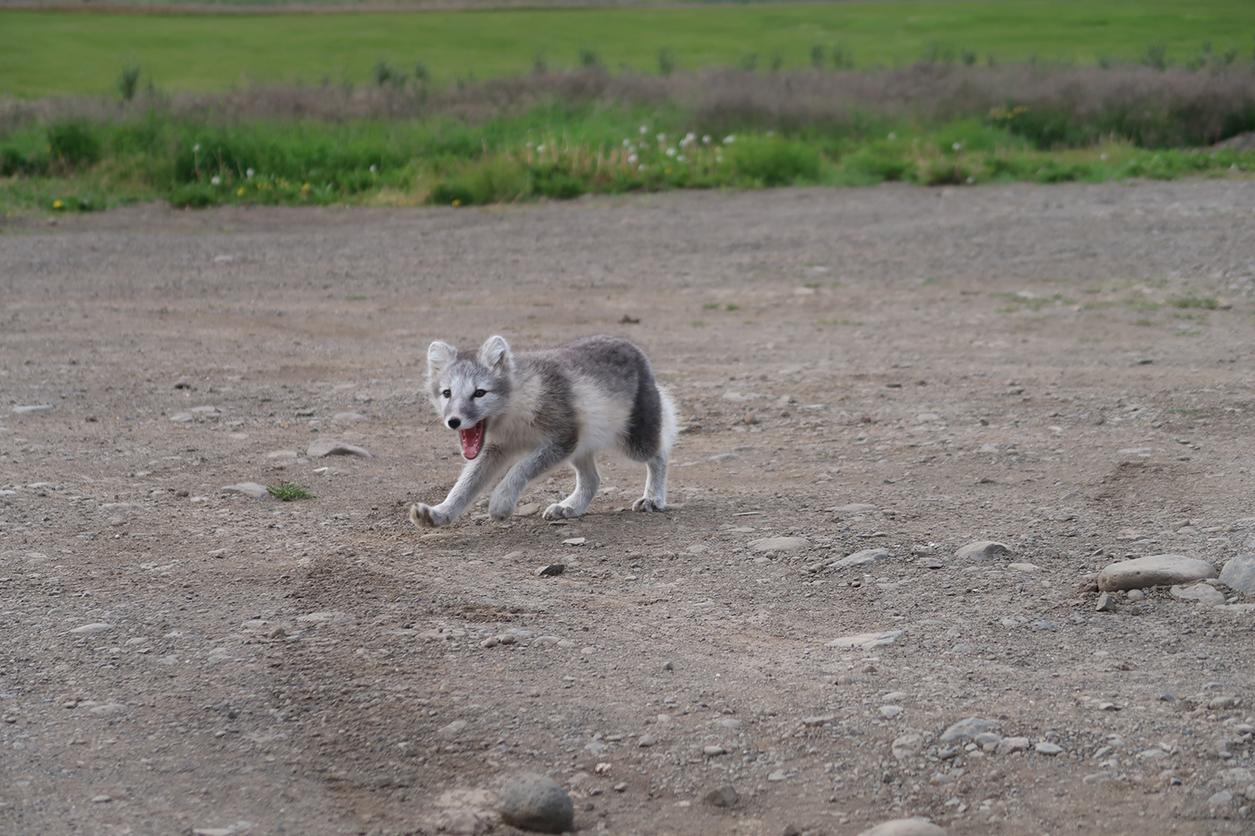 iceland arctic fox zorro ártico