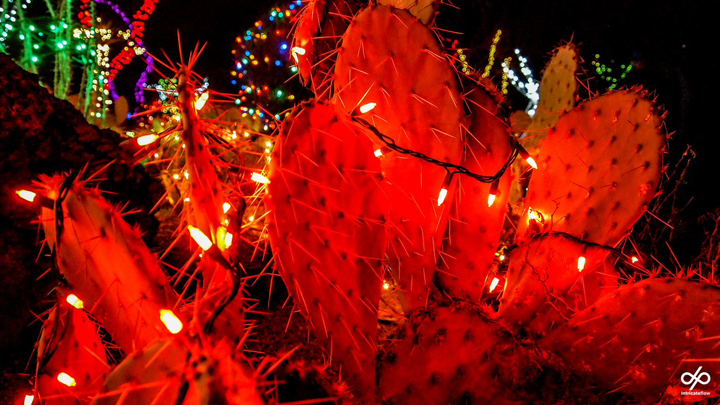 xmas Christmas lights Merry Christmas photograph color night Las Vegas Vegas cactus garden Holiday Holiday Season December intricateflow