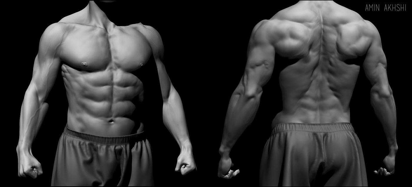 Male Torso on Behance