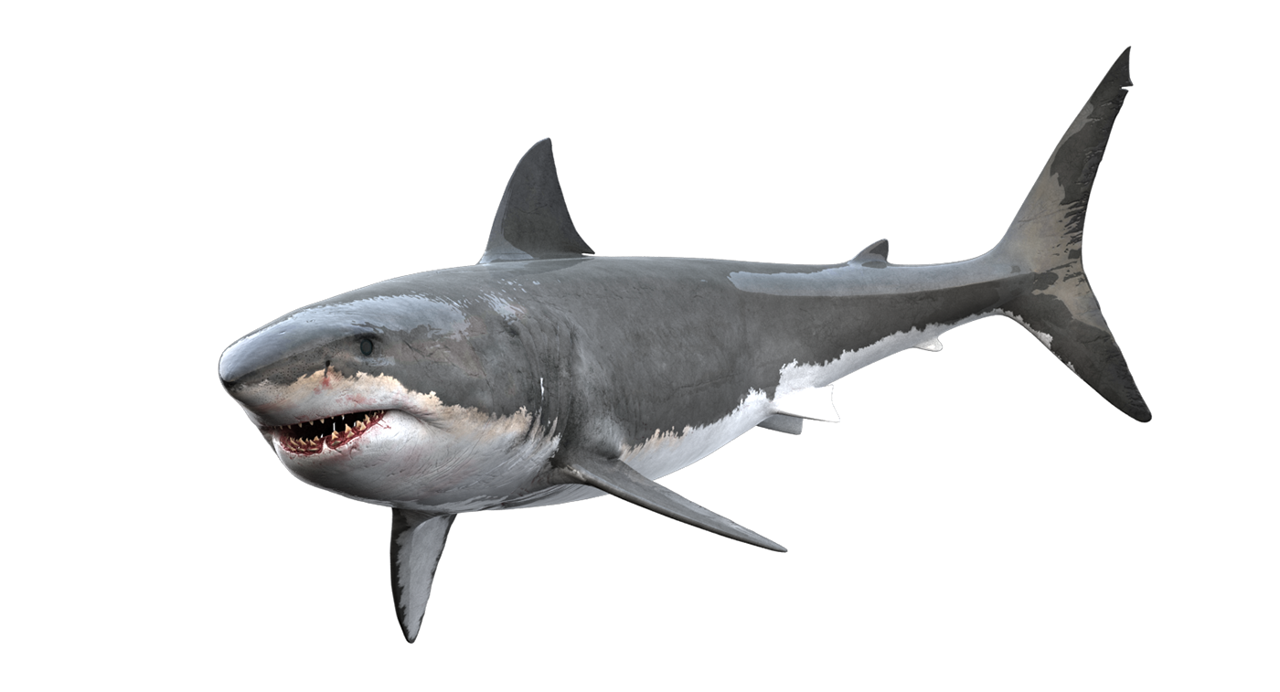 shark animal hunter fish 3D model CG art