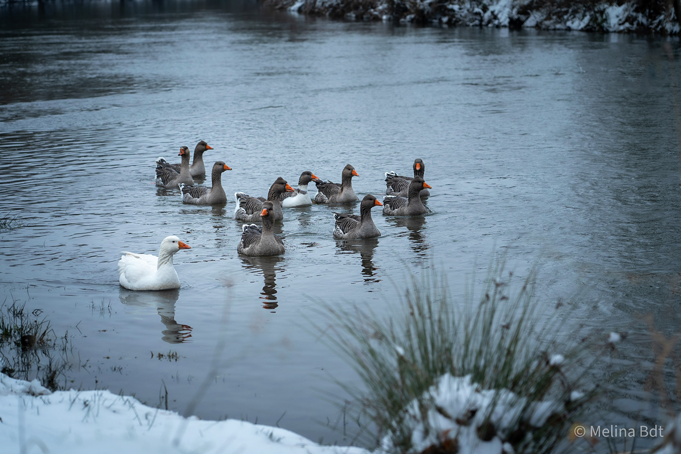geese animals winter snow river landscape photography Sony Photography 