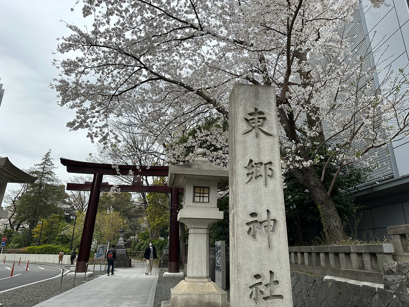 Sakura cherry Tokyo