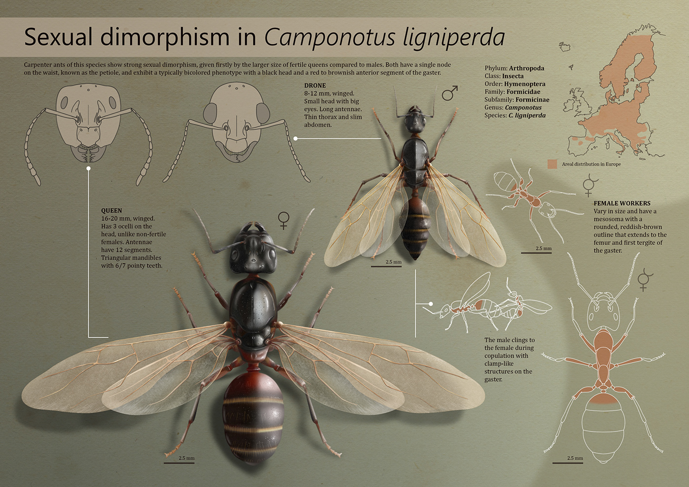 insect ILLUSTRATION  Digital Art  adobe illustrator ant art Nature scientific illustration animals science