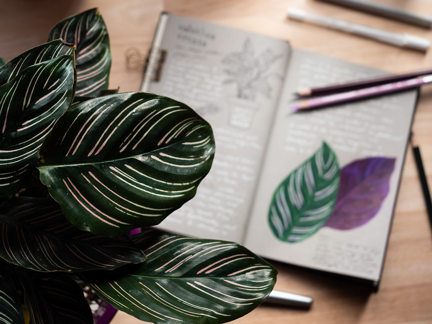 botanical houseplants ILLUSTRATION  ink Photography  plants prismacolor sketchbook