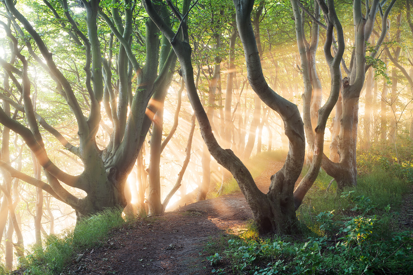 Beech forest Grove mist Nature path sun rays Sunrise Treescape Landscape