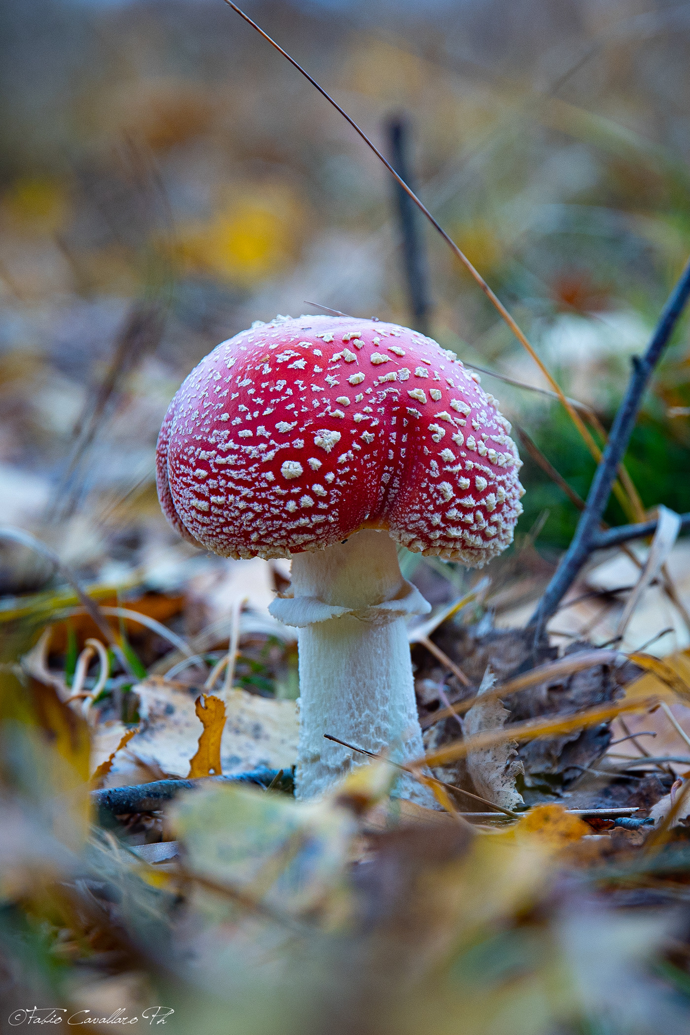 funghi bosco Mushrooms forest