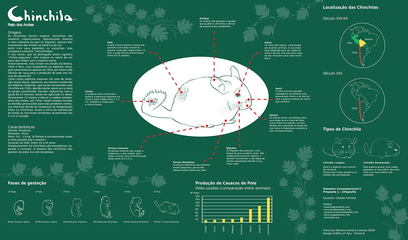 chinchila infographic green chinchilla poster digital