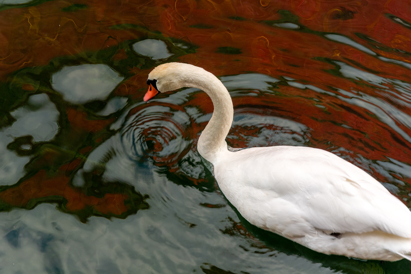 swan water color reflection Nature