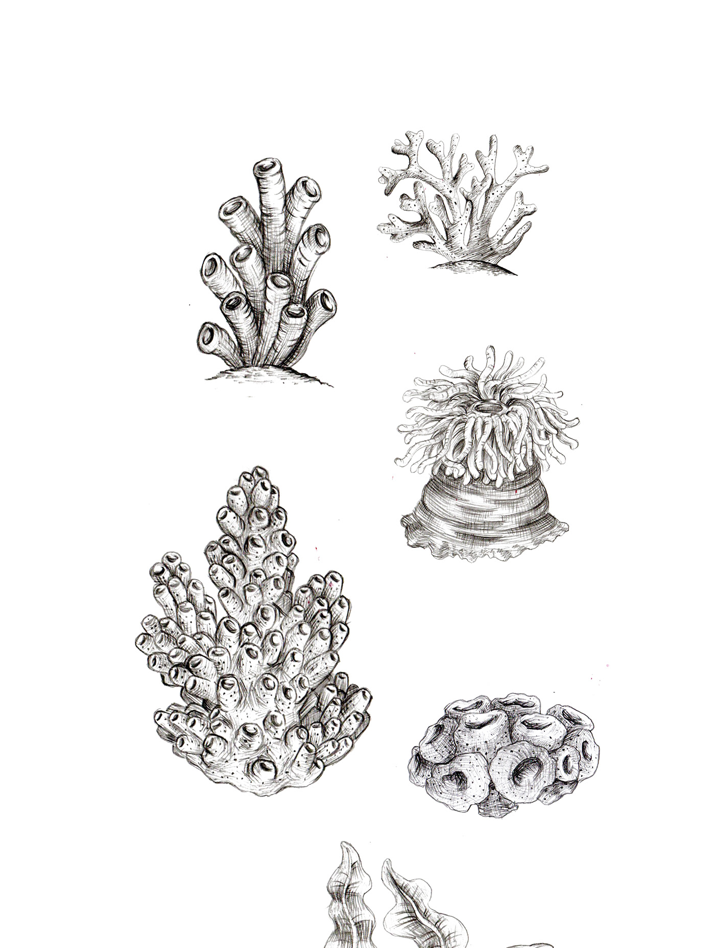 sketch corals tentacles
