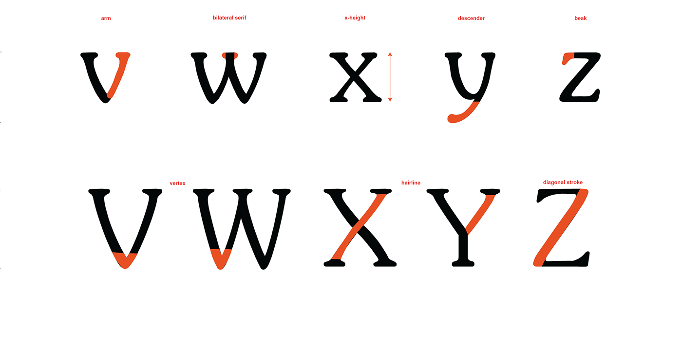 Typeface type design font souvenir devnagari typesetting Type Anatomy typography   vector type