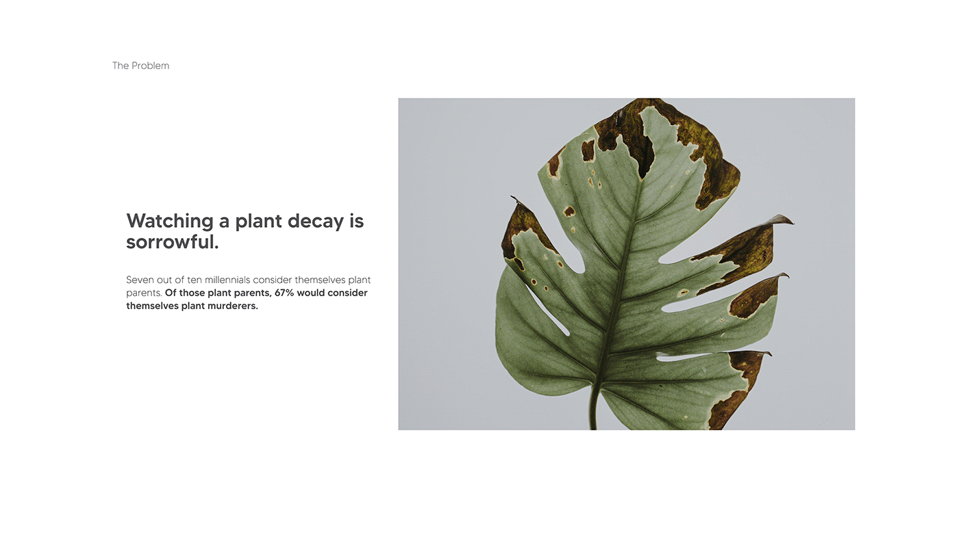 botanical InDesign industrial design  photoshop Plant plants product design  Render sketch water