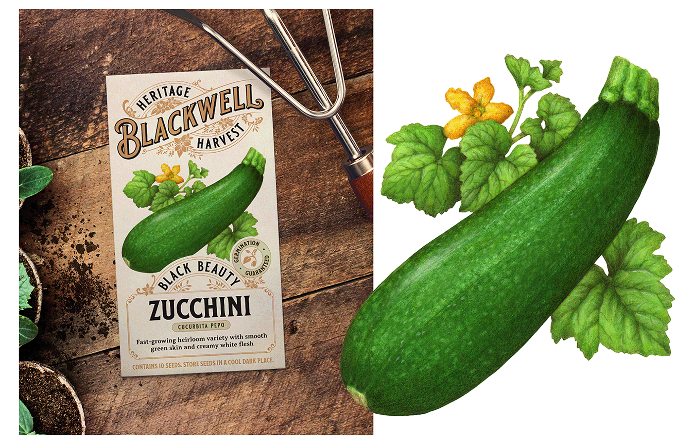 Watercolor painting of zucchini used for seed packet packaging.
