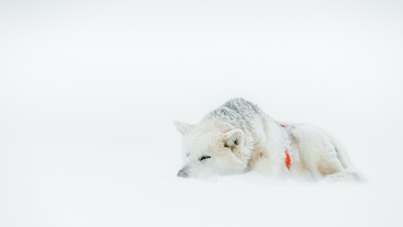 Greenland Arctic winter dogs snow remote ice White Nature Landscape