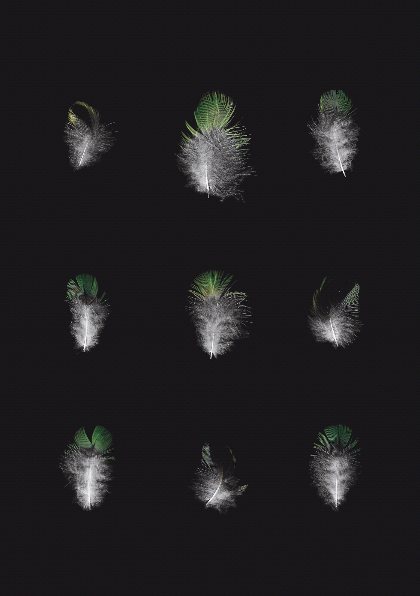 chaos Flowers Nature objects Order scanogram scanograms scanography
