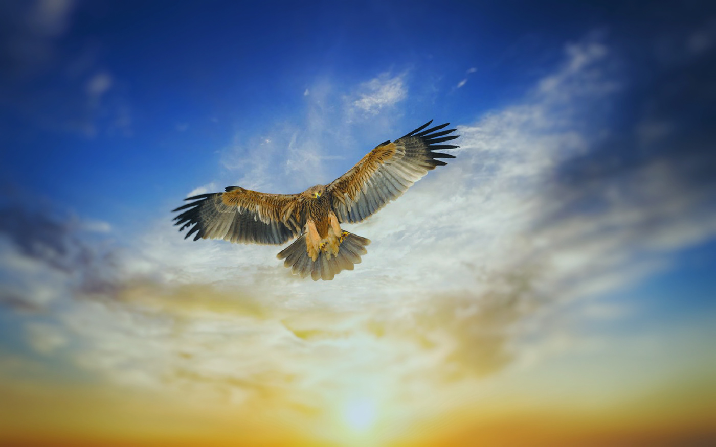 bird eagl SKY Sun sunset