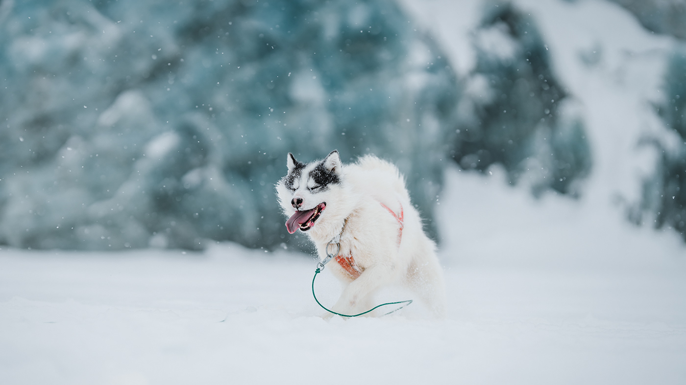 Greenland Arctic winter dogs snow remote ice White Nature Landscape